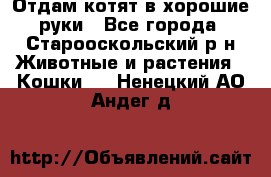 Отдам котят в хорошие руки - Все города, Старооскольский р-н Животные и растения » Кошки   . Ненецкий АО,Андег д.